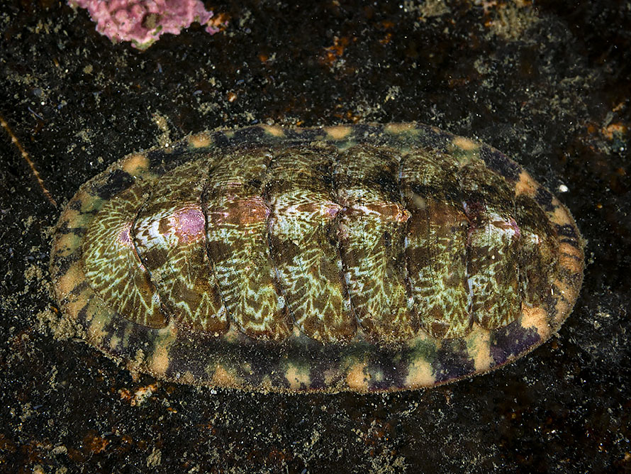 Tonicella marmorea